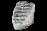 Partial Southern Mammoth Molar - Hungary #87545-1